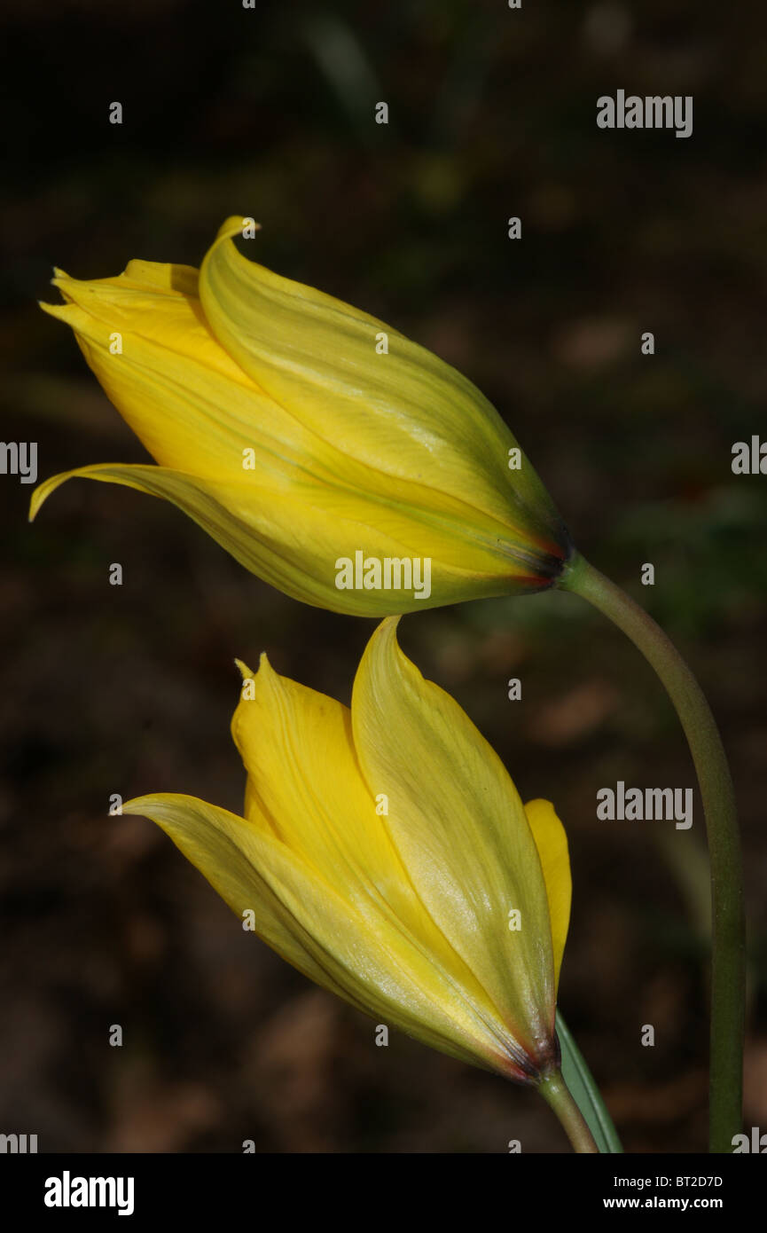 Tulipa sylvestris hi-res stock photography and images - Alamy