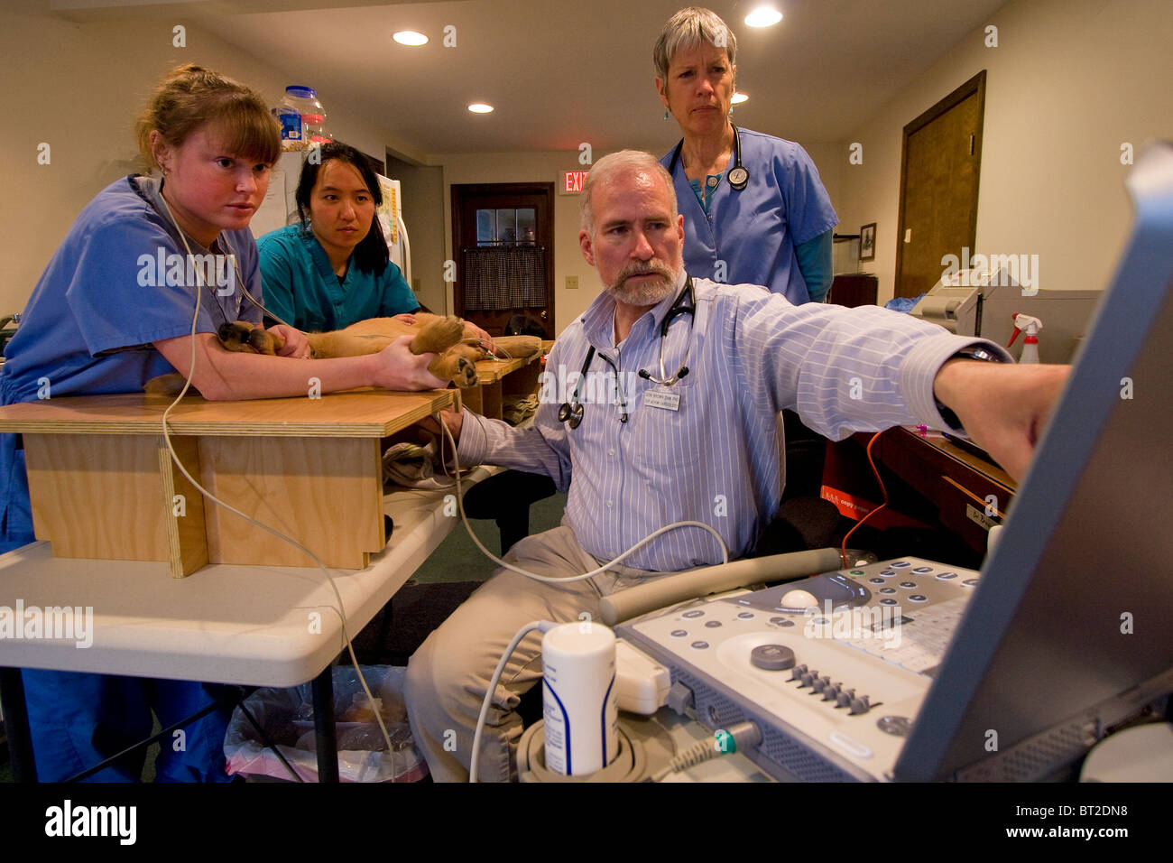 Veterinary cardiologist performing echocardiogram on a puppy at a veterinary clinic with the