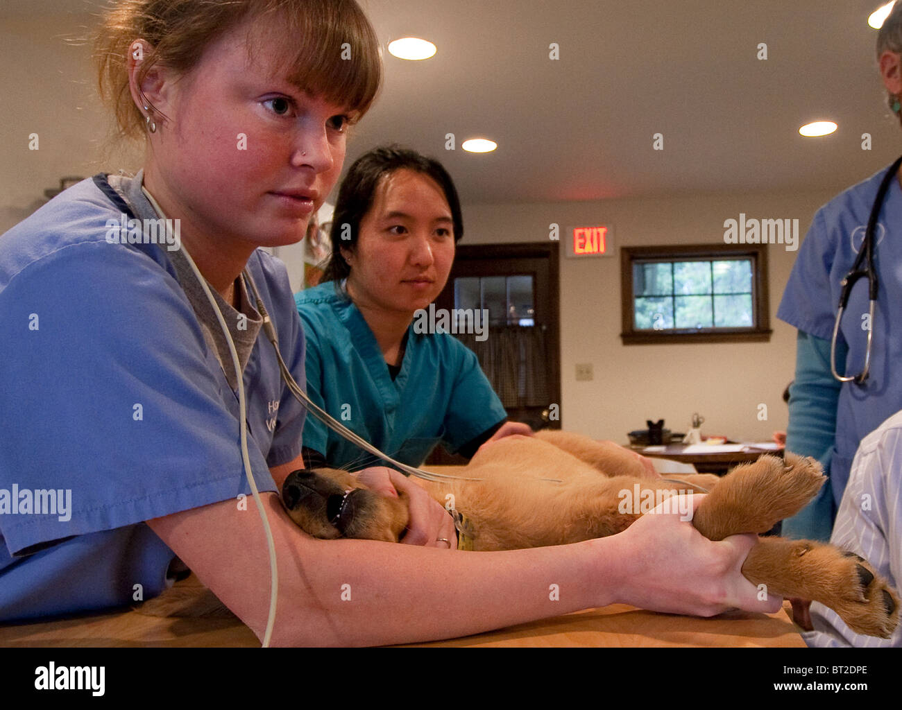 Veterinary cardiologist performing echocardiogram on a puppy at a veterinary clinic with the help of veterinary techs Stock Photo