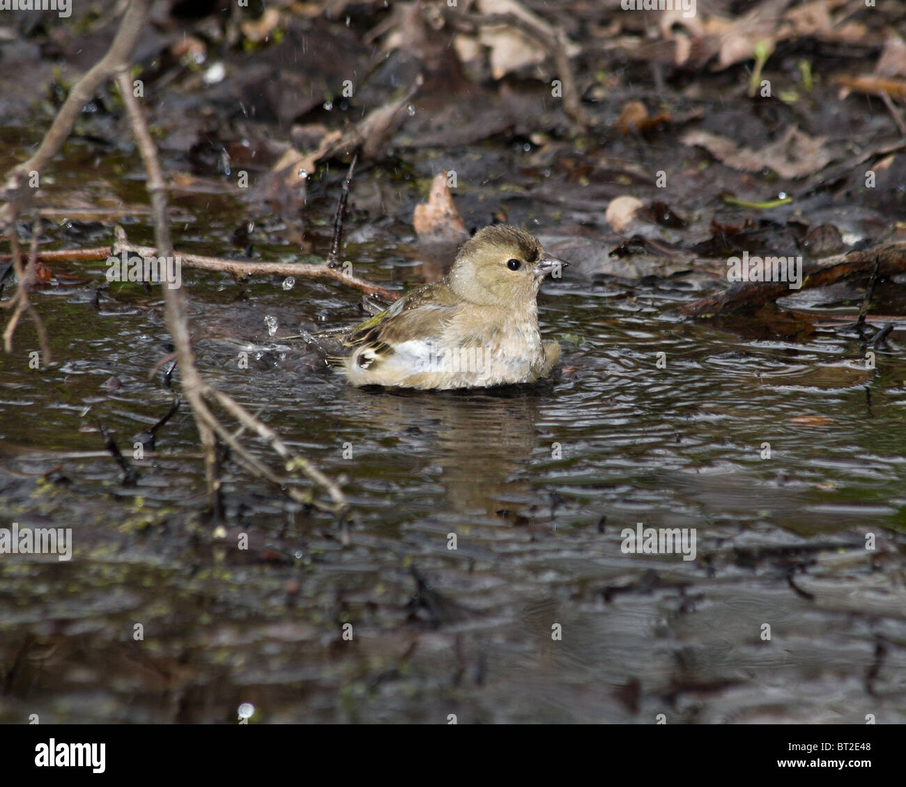 The Common Chaffinch (Fringilla coelebs) is in the wild nature. Stock Photo