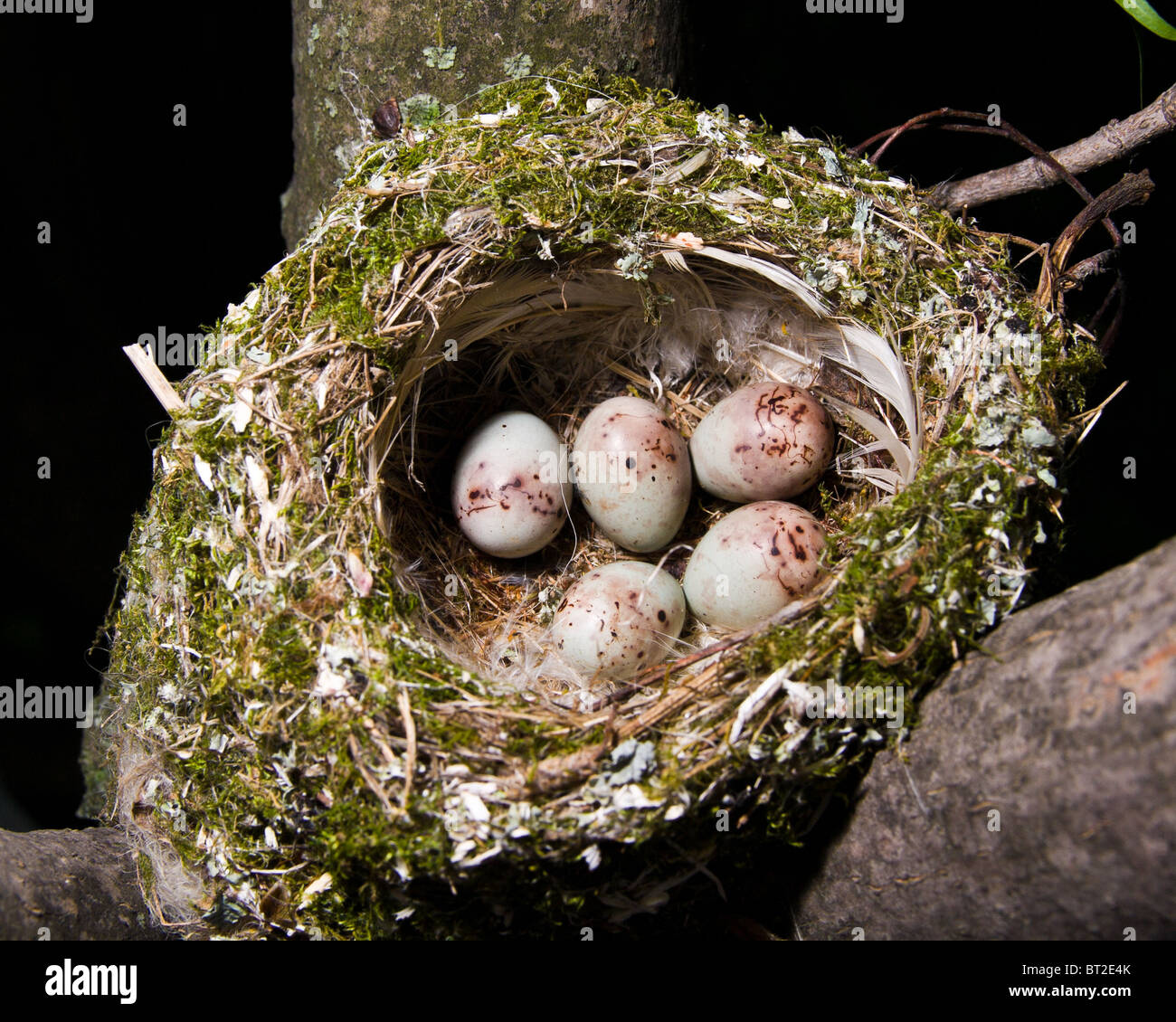 The nest of The Common Chaffinch (Fringilla coelebs) with five eggs. Stock Photo