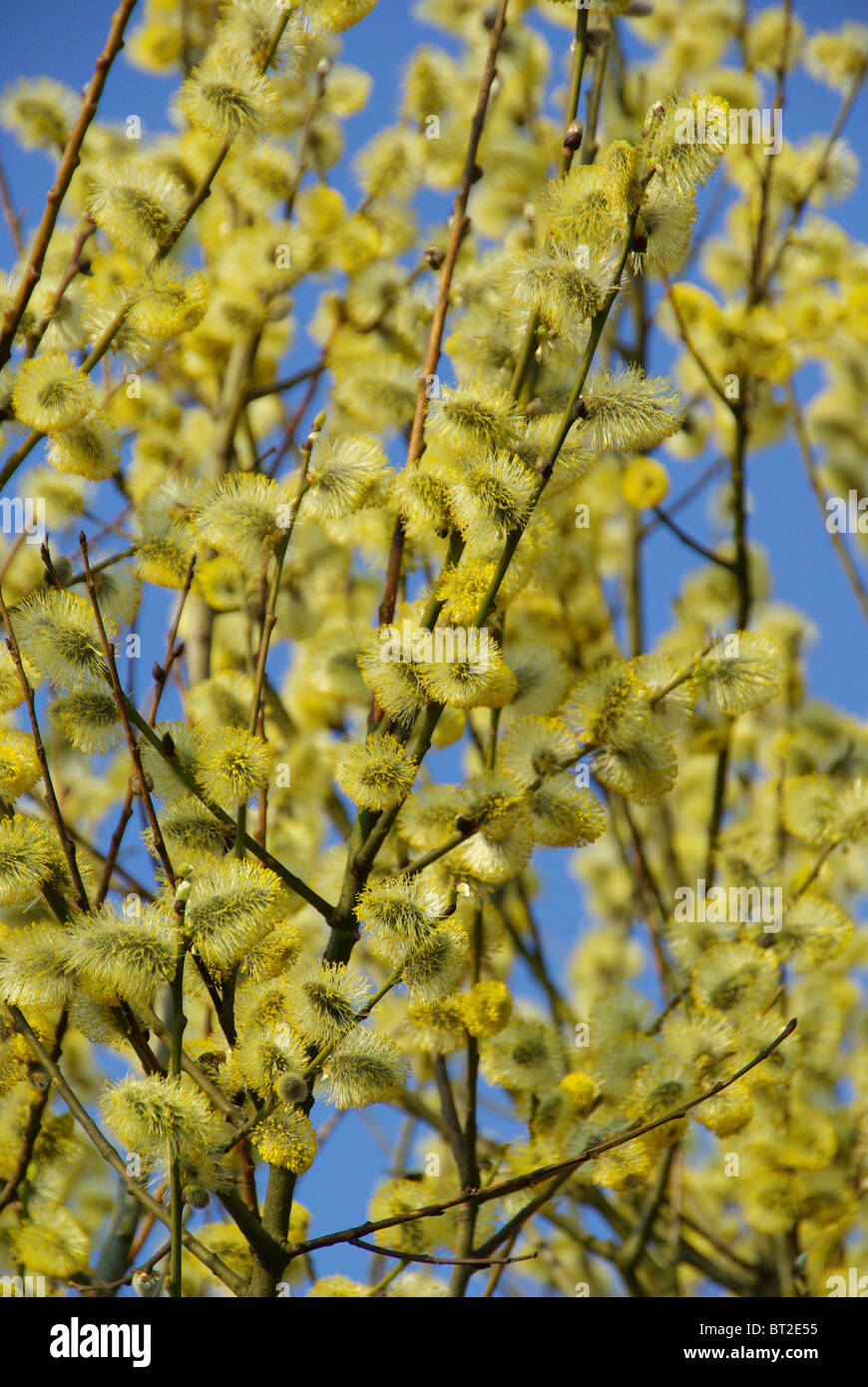 Weidenkätzchen - catkin 38 Stock Photo