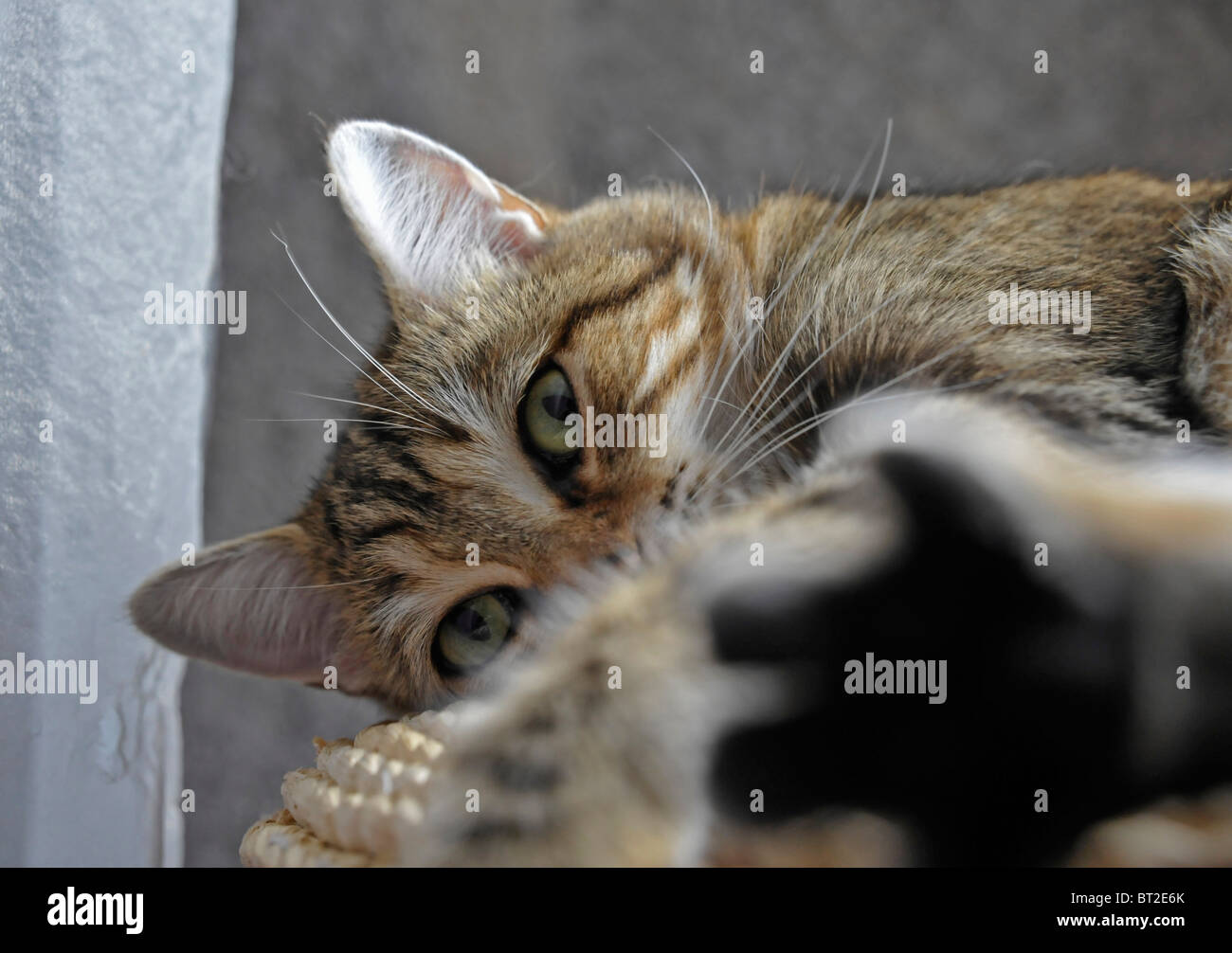 Young female cat sleeping resting Stock Photo