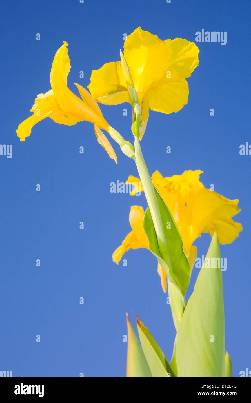 Canna indica with yellow flowers against a blue sky Stock Photo