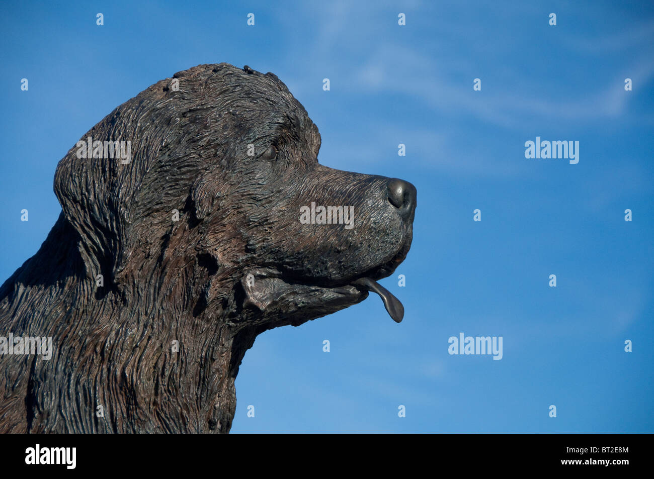 Newfoundland And Labrador Dog High Resolution Stock Photography And Images Alamy