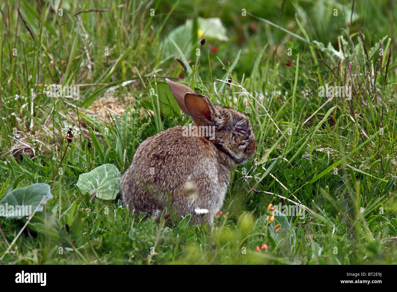 Rabbit (Oryctolagus cuniculus) - suffering from Myxomatosis Stock Photo