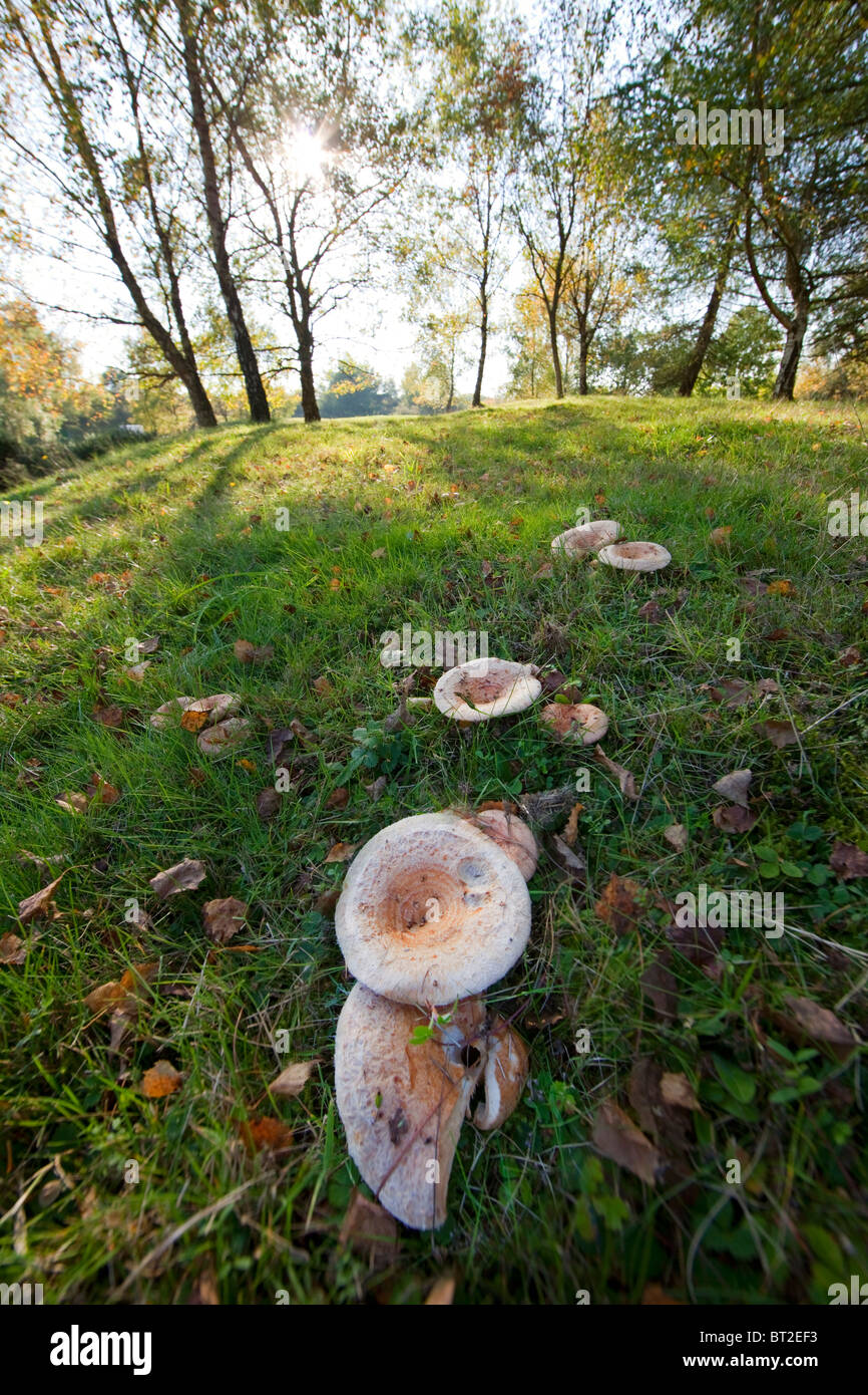 Fungi in the Forest of Dean Gloucestershire England UK Stock Photo