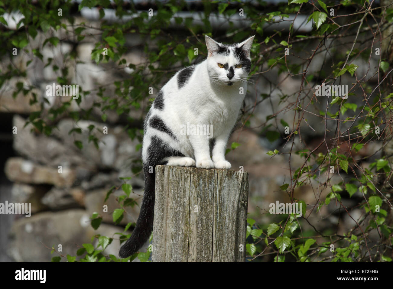 Farmyard Cat - black and white domestic Stock Photo - Alamy