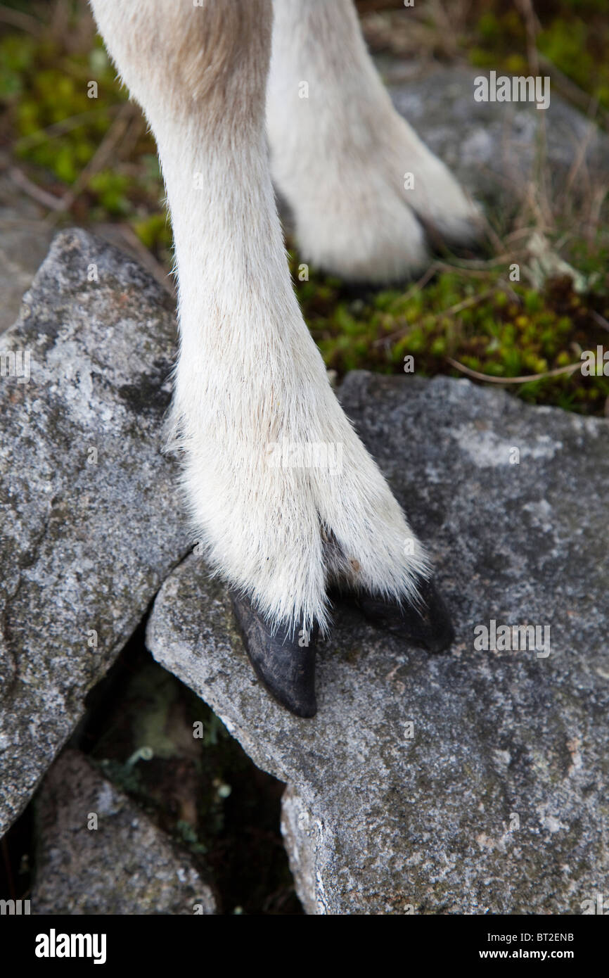 Sheep hoof hi-res stock photography and images - Alamy