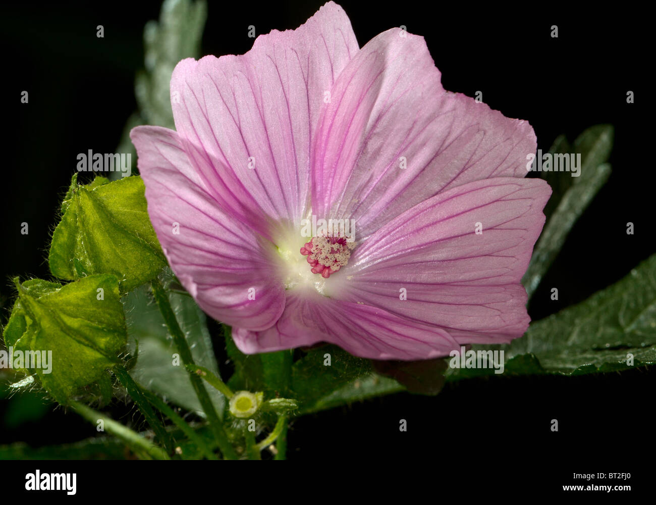 Flower of musk mallow (Malva moschata) Stock Photo