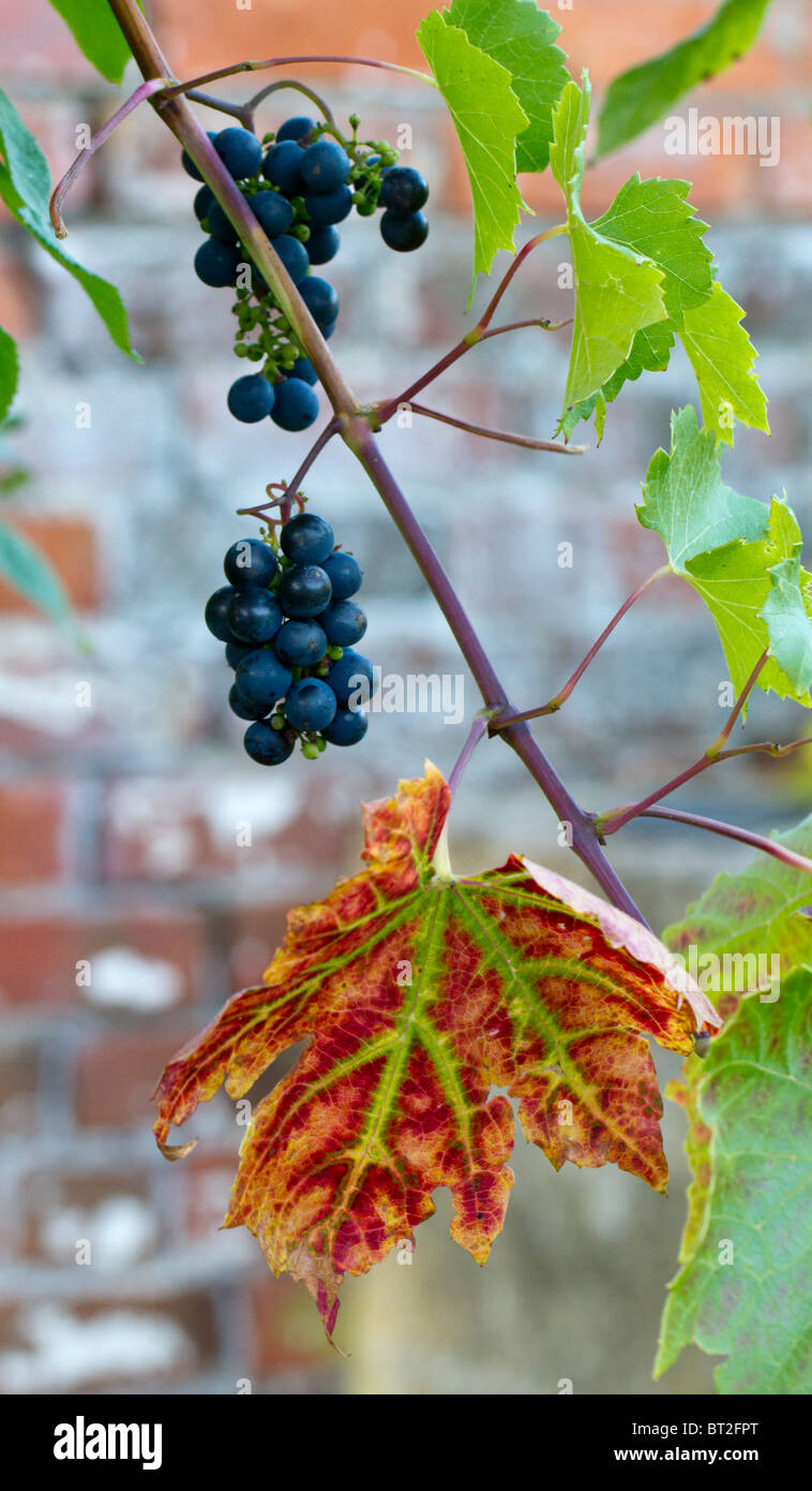Black grapes growing on the vine with leaf turning an autumnal red Stock Photo