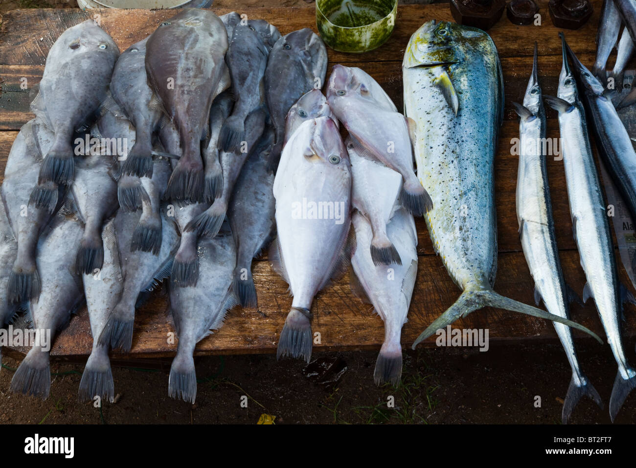The bounty of Sri Lanka's coast can be seen at the fish markets that spring up on roadsides with baracuda, tuna, swordfish.... Stock Photo