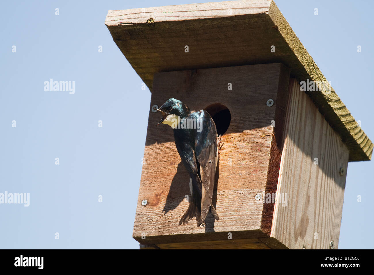 Tree Swallow (Tachycineta bicolor), beak open, on outside of birdhouse in Willow Creek, California, USA, North America. Stock Photo