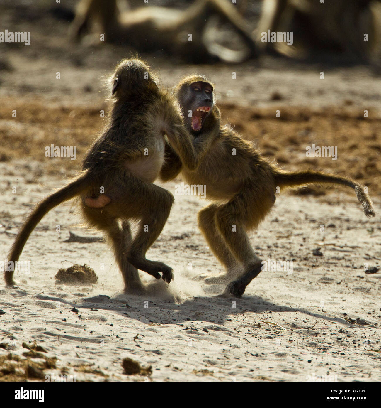 Two imature baboons play fighting on the bank of the Chobe River. Stock Photo