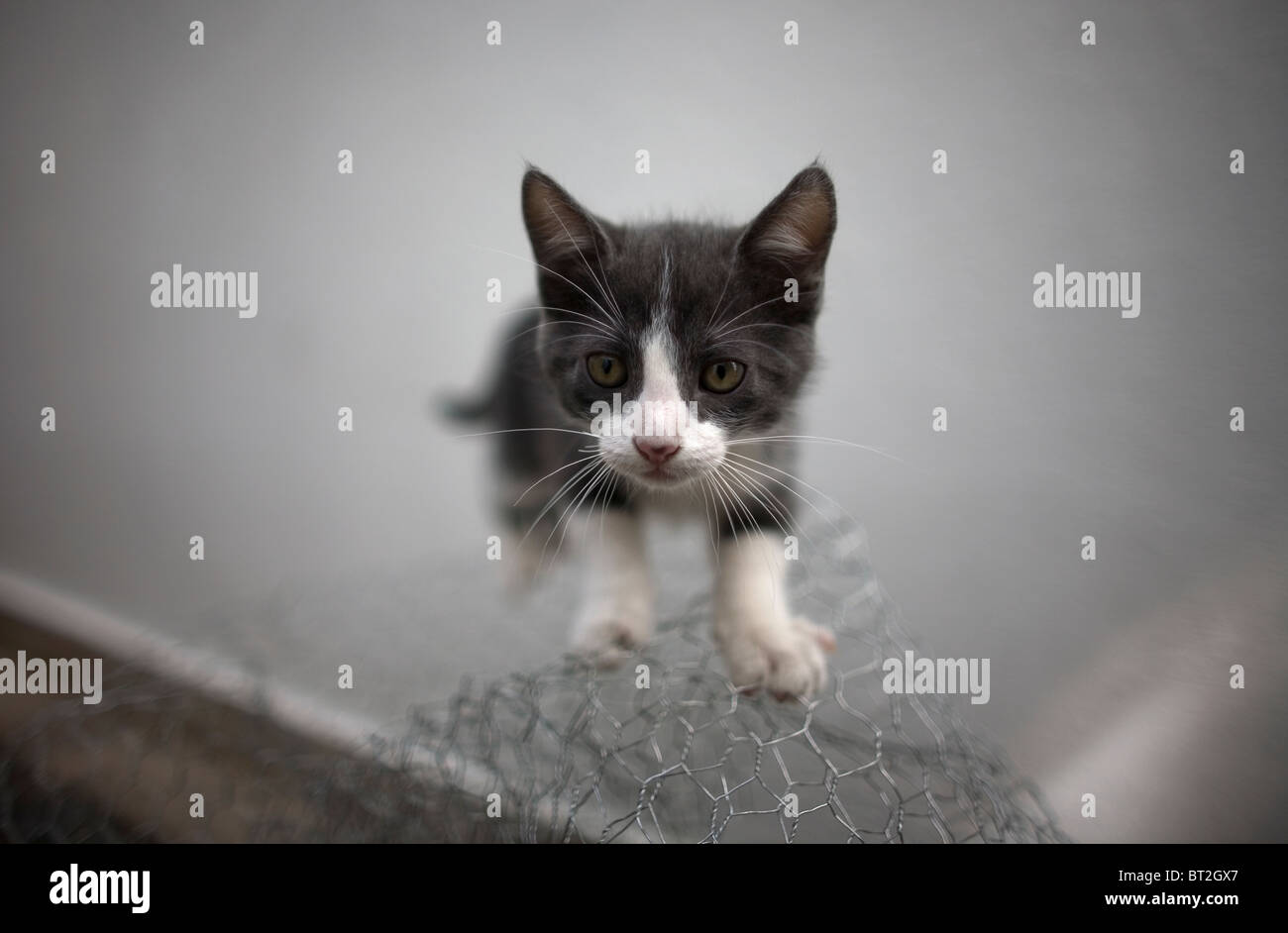 A kitten plays in a wire mesh in Mexico City, October 21, 2009. Stock Photo