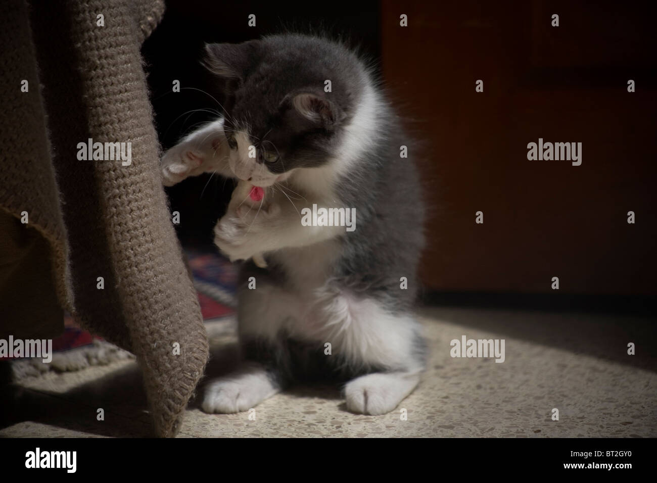 A kitten plays with a plastic mouse in Mexico City, October 25, 2009. Stock Photo