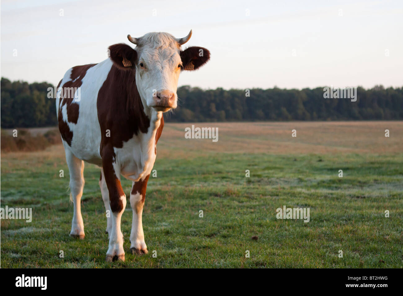 French cow hires stock photography and images Alamy