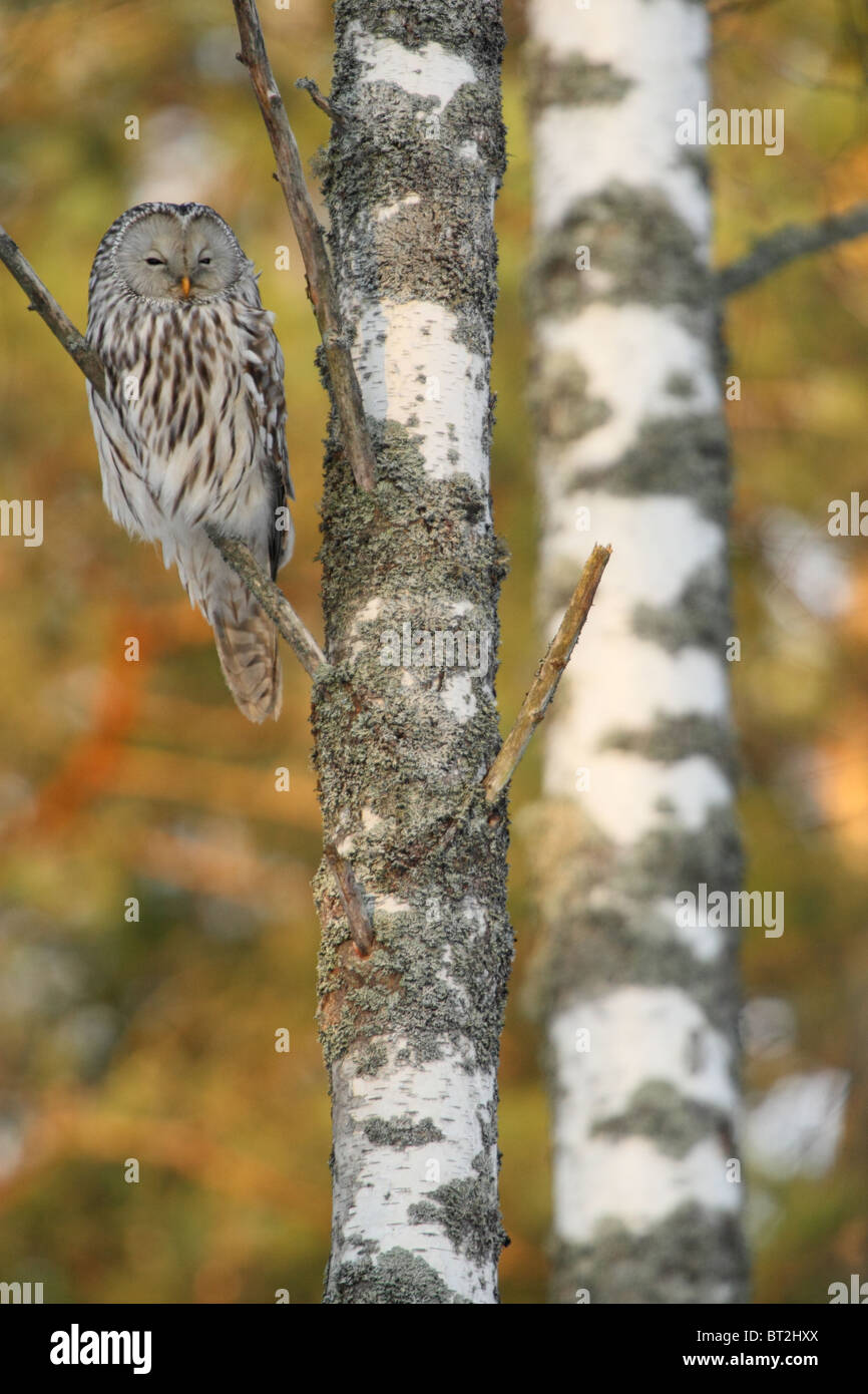 Wild Ural Owl (Strix uralensis) sitting on birch tree. Stock Photo