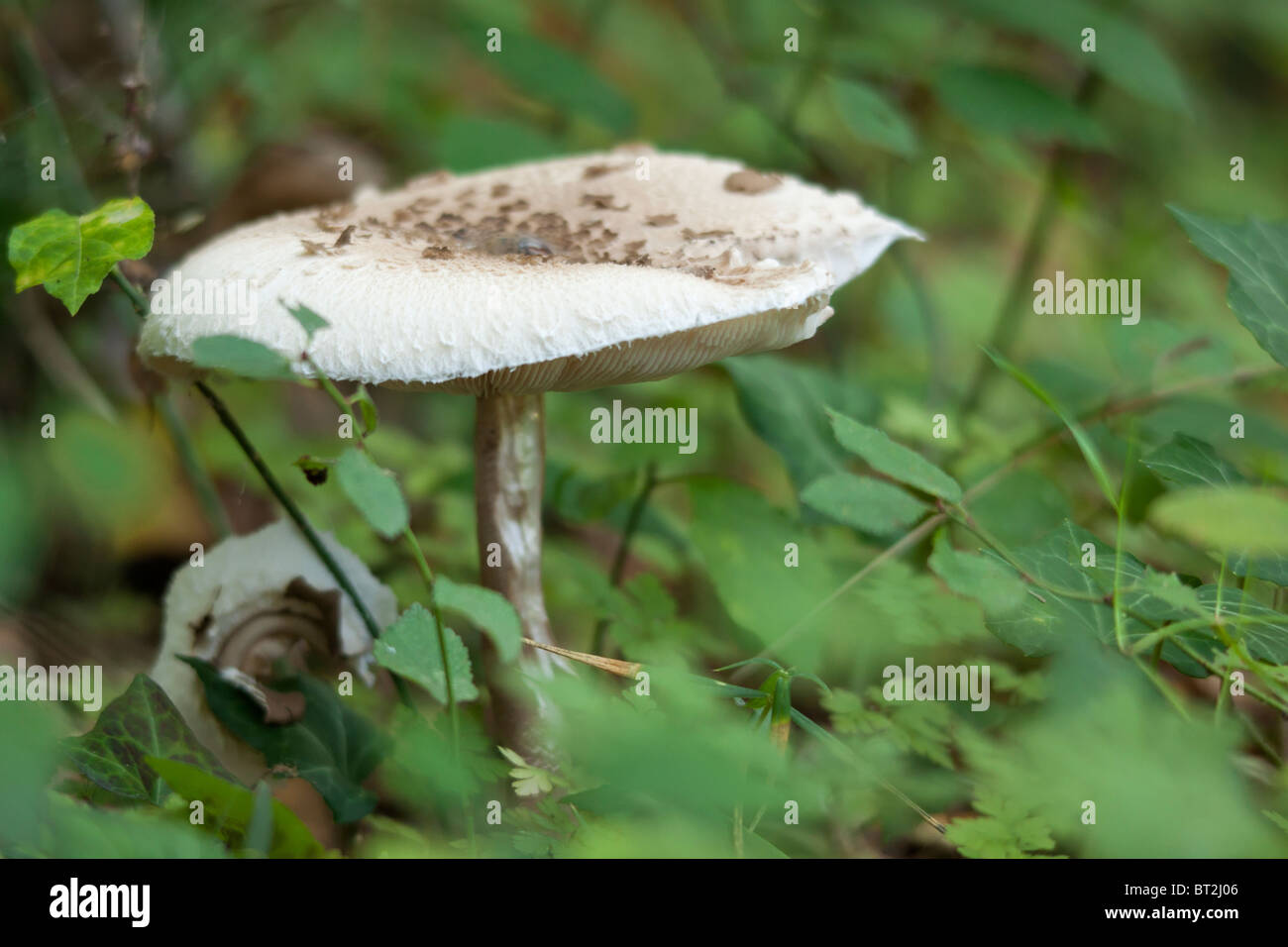 Amanita phalloides commonly known as the death cap, is a deadly poisonous basidiomycete fungus Stock Photo