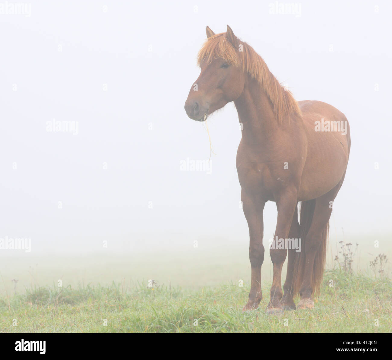 Horse in a morning fog. Stock Photo