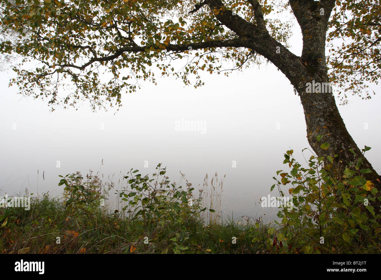 Misty morning view to the lake Saadjärve Stock Photo - Alamy