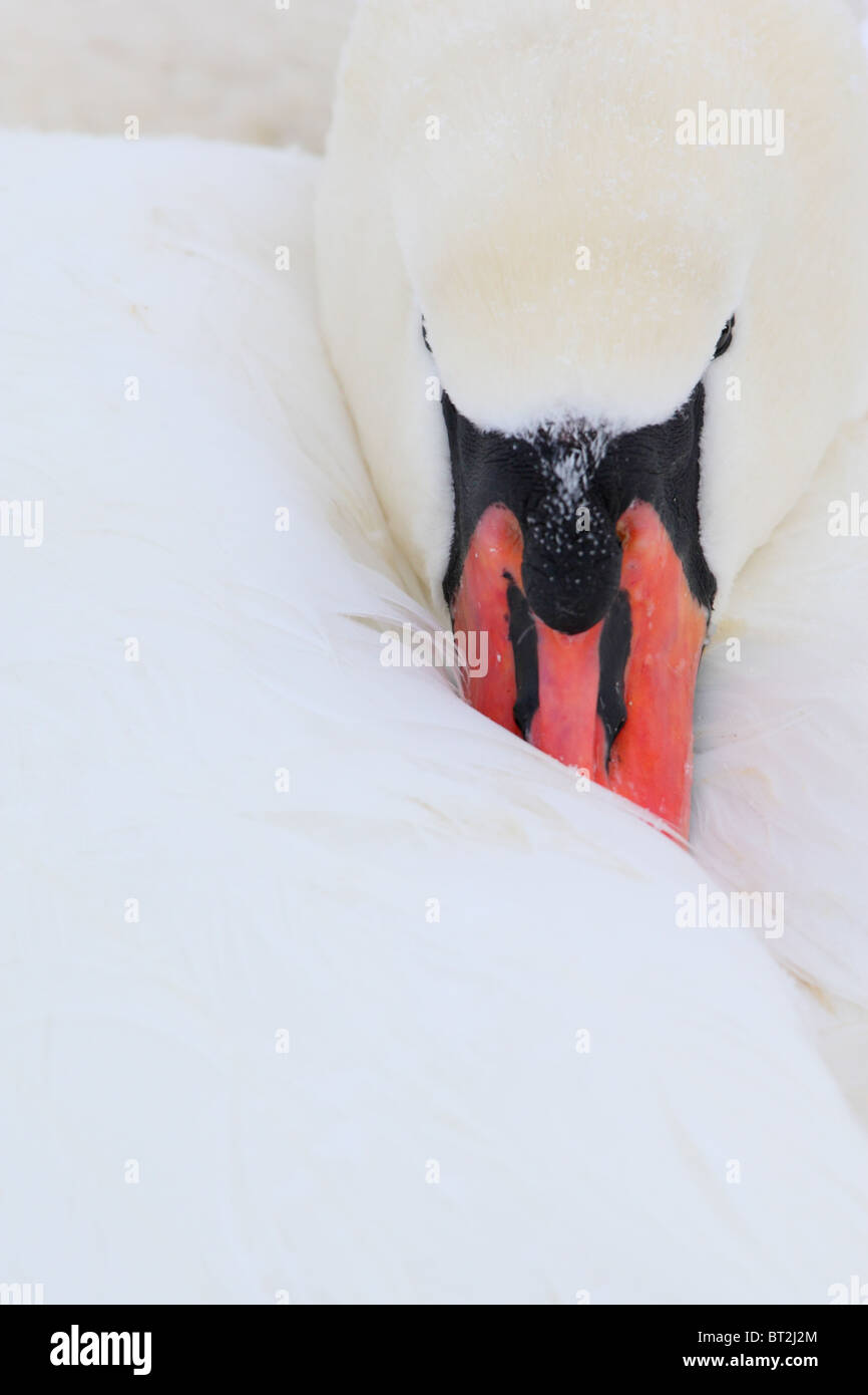 Portrait of wild Mute Swan's (Cygnus olor) Stock Photo