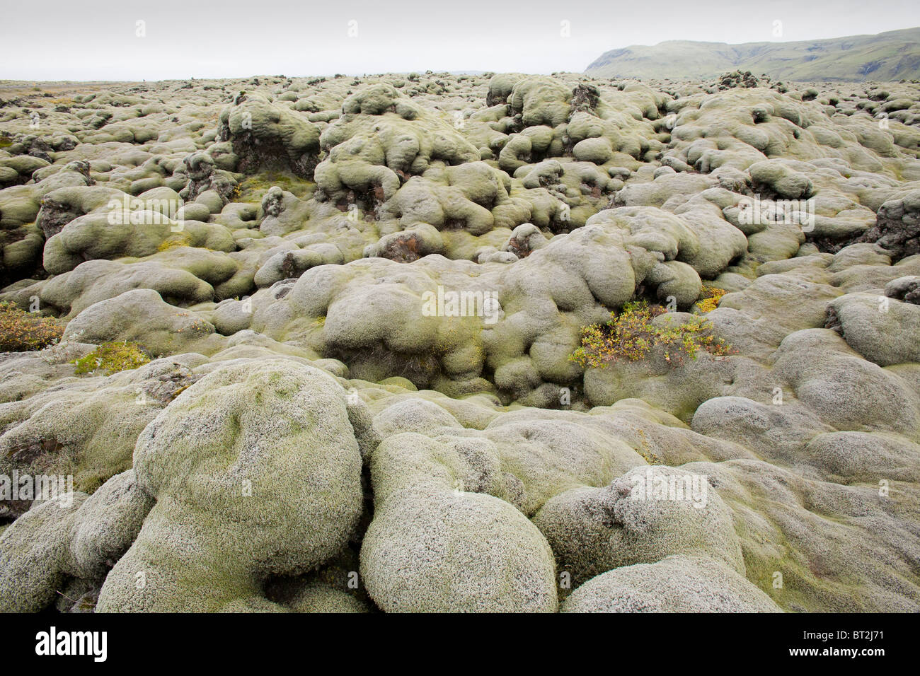 Moss covered lava fields at Kirkjubaejarklauster, Iceland. Stock Photo