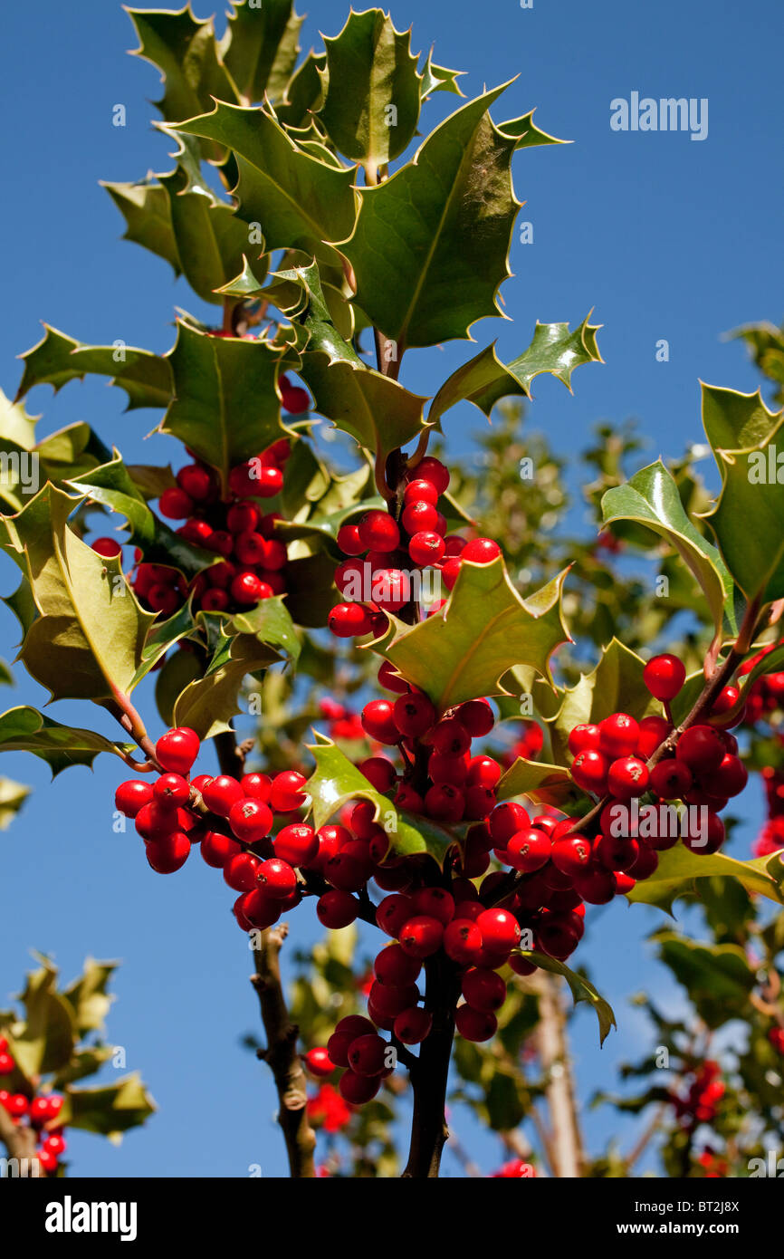 Poudre de framboise lyophilisée Banque de photographies et d'images à haute  résolution - Alamy