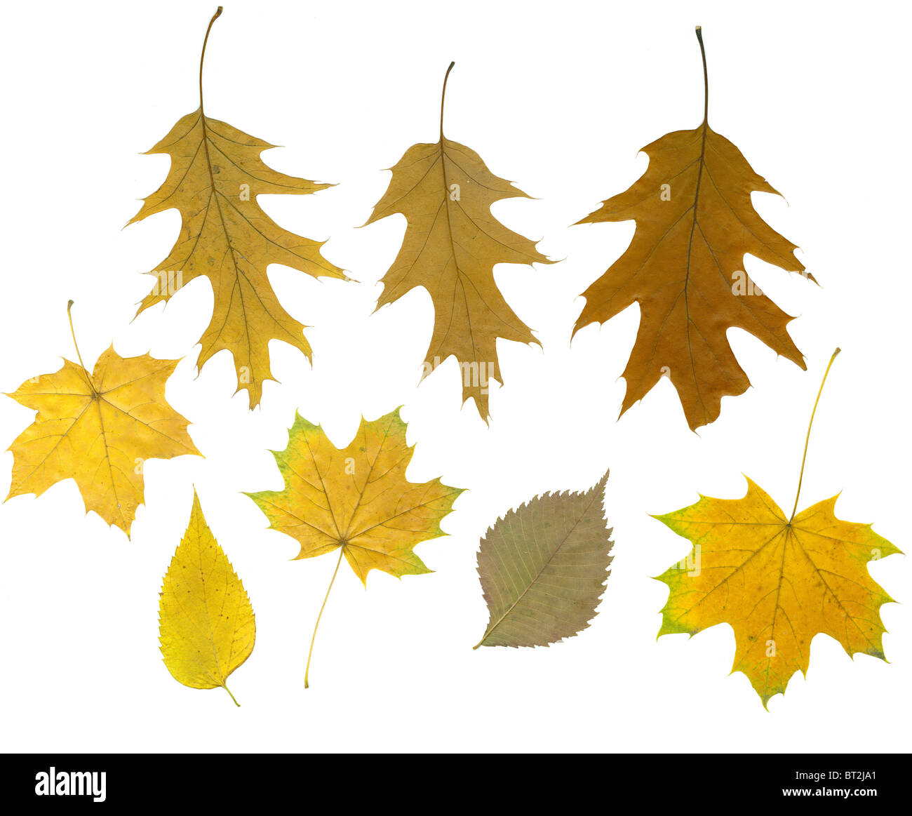 Various autumn leaves are isolated on white. They have different shape and color. Stock Photo