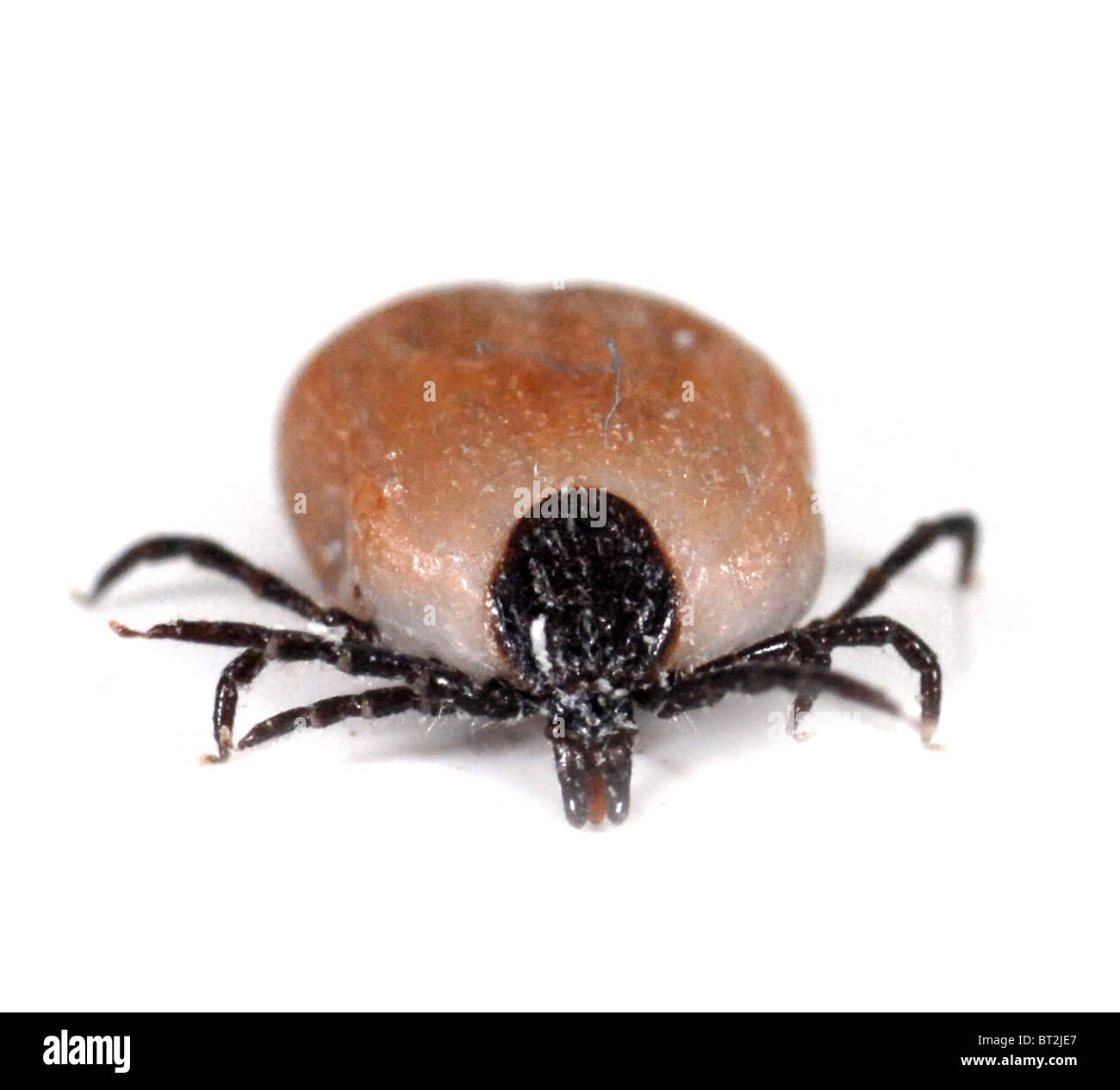 TICK Commonly known as Deer Tick or Sheep Tick they are members of the spider family and are parasites feeding on blood Stock Photo