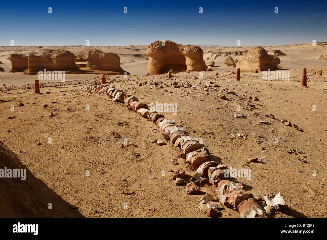 petrified skeleton of a whale, Wadi Hitan, western desert, Egypt, Arabia, Africa Stock Photo