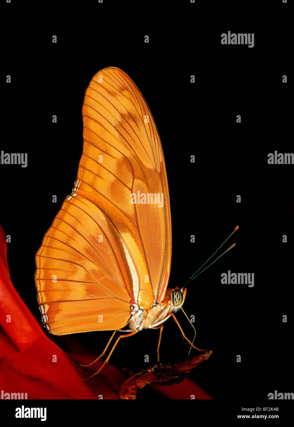 The wonderful orange colored Dryas iulia butterfly Stock Photo
