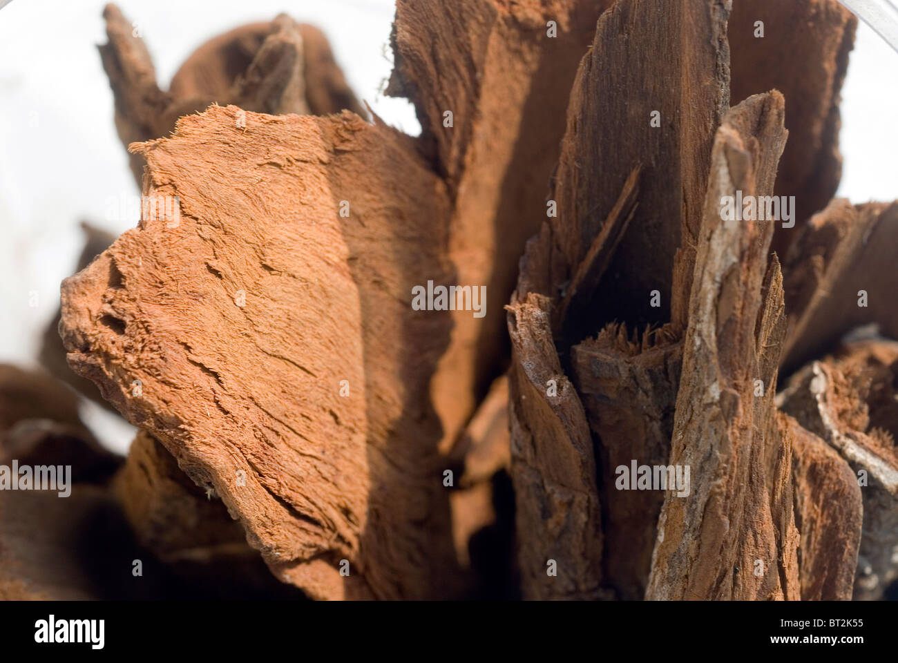 Cinchona tree hires stock photography and images Alamy