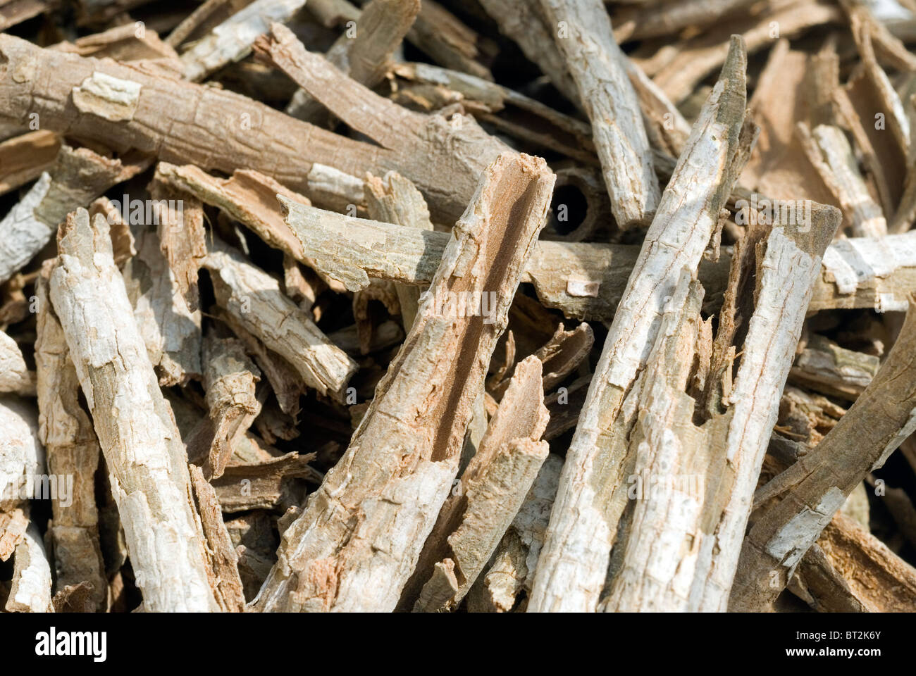 Cascarilla hi-res stock photography and images - Alamy