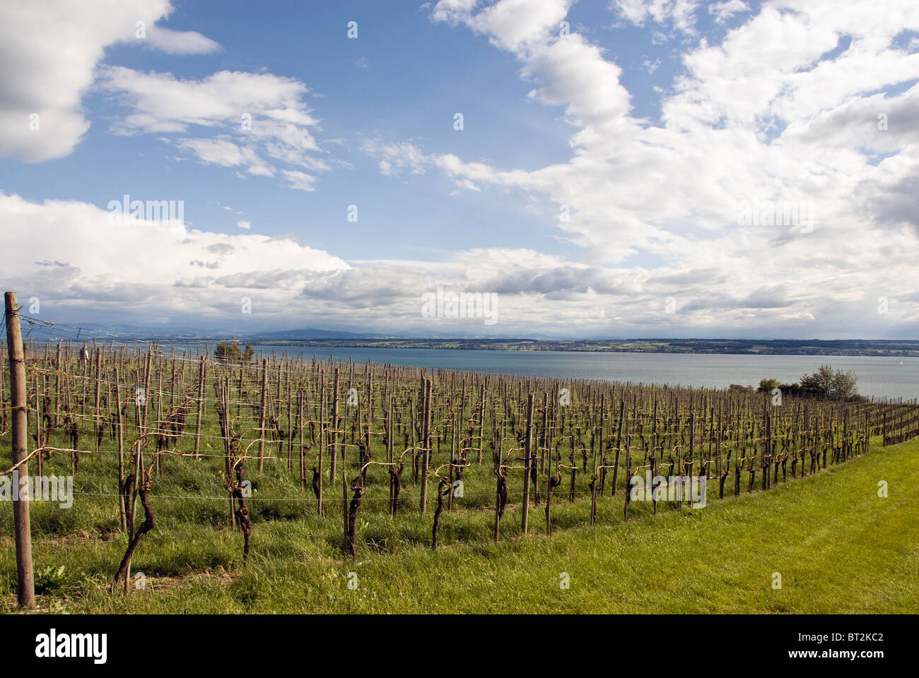 vinyards with sea in the background Stock Photo
