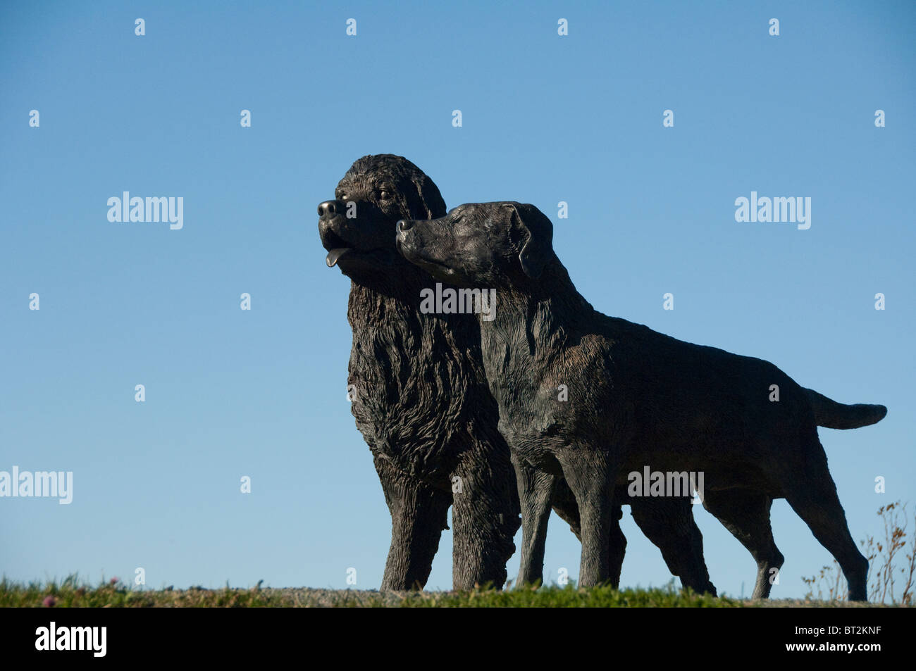 Canada, Newfoundland and Labrador, St. John's. Statues of Newfoundland & Labrador dogs, famous dog breeds native to the area. Stock Photo