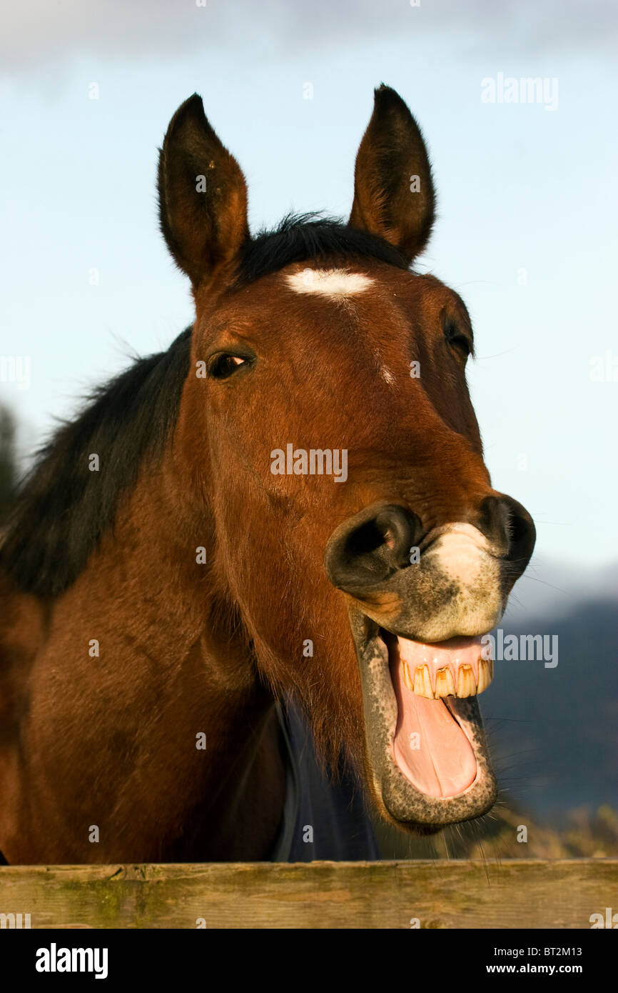 Laughing Horse, Stock Photo