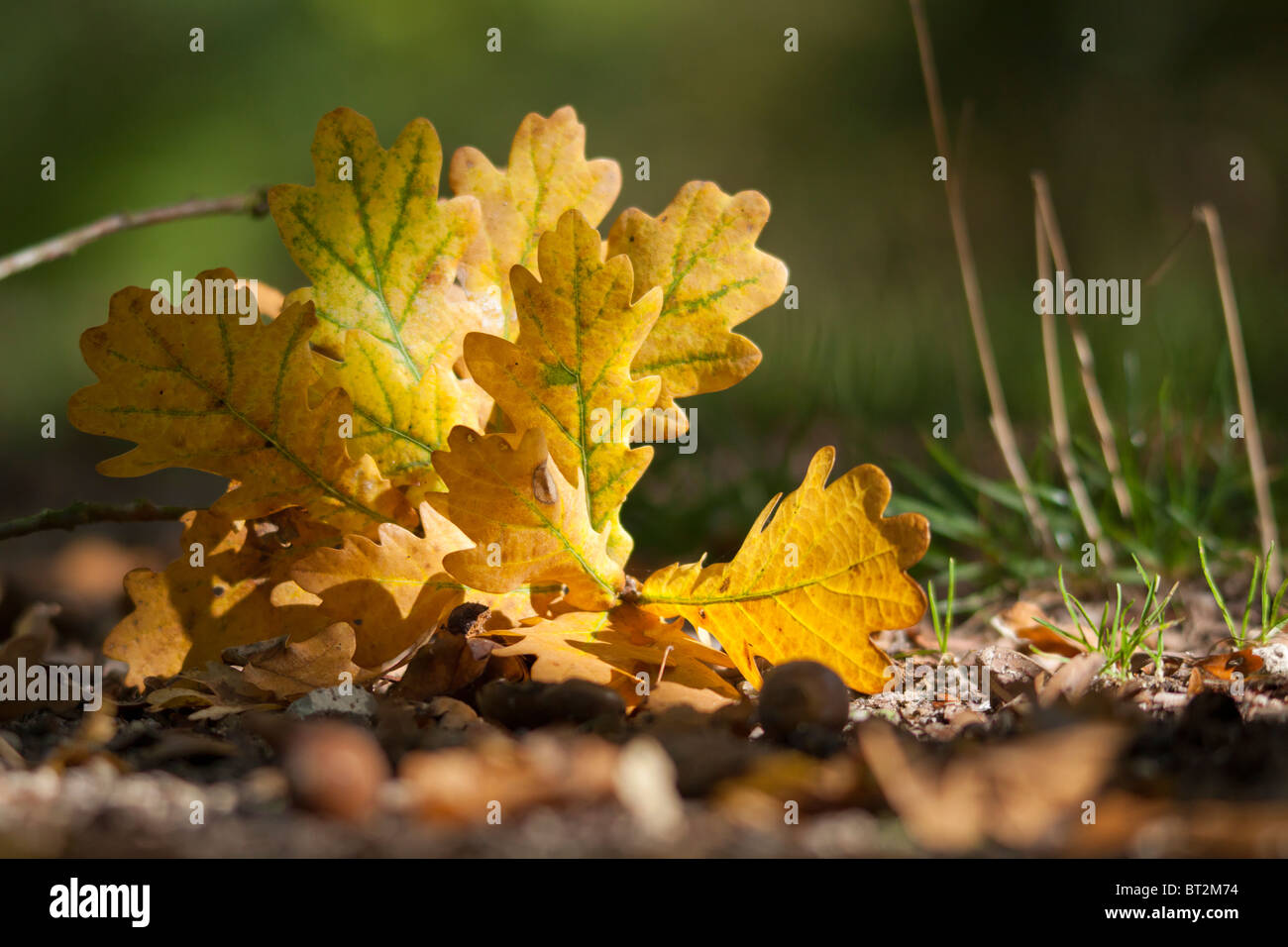 Oak Tree Leaves Photography High Resolution Stock Photography and ...