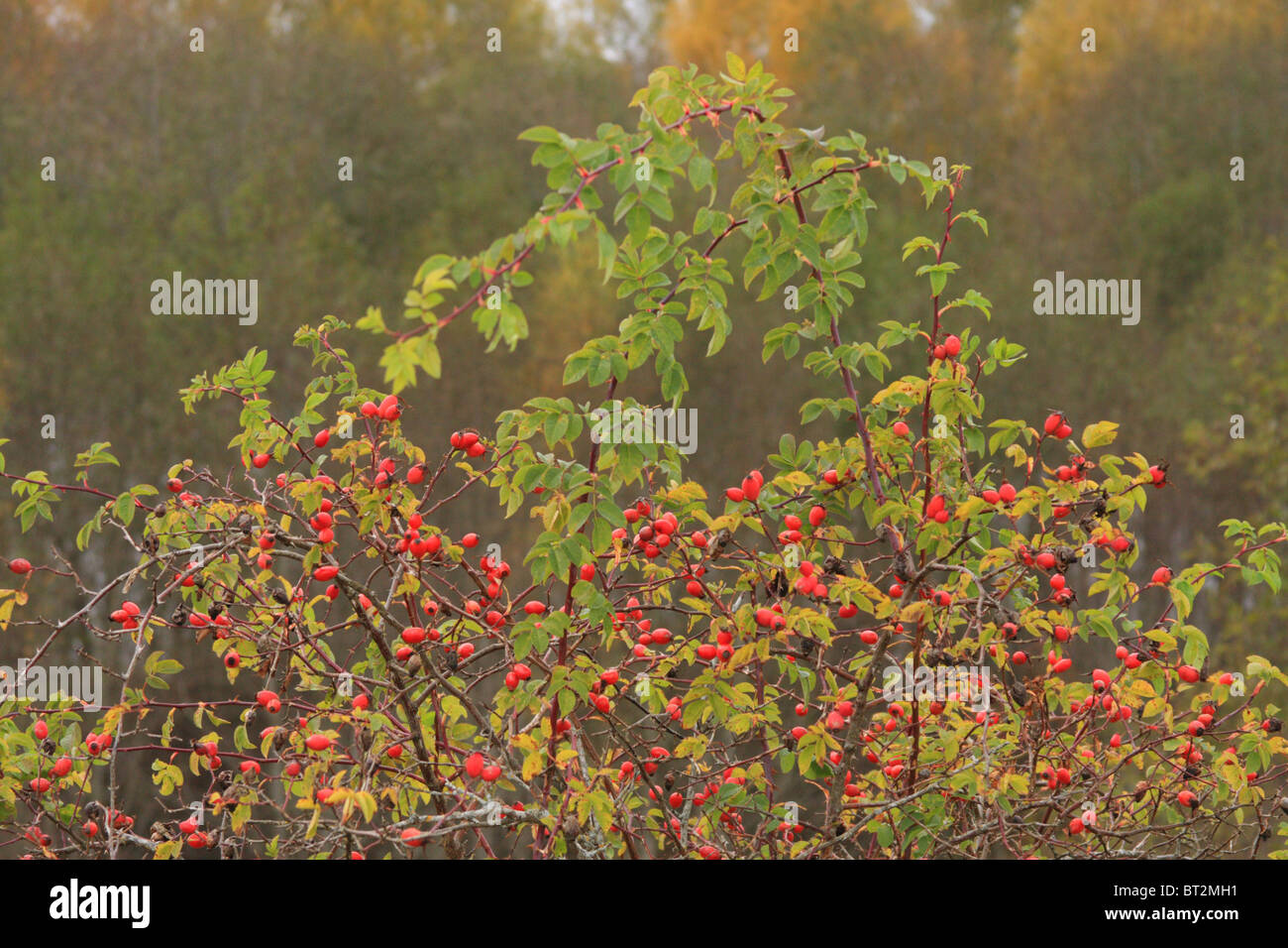 Rose hip in autumn Stock Photo - Alamy