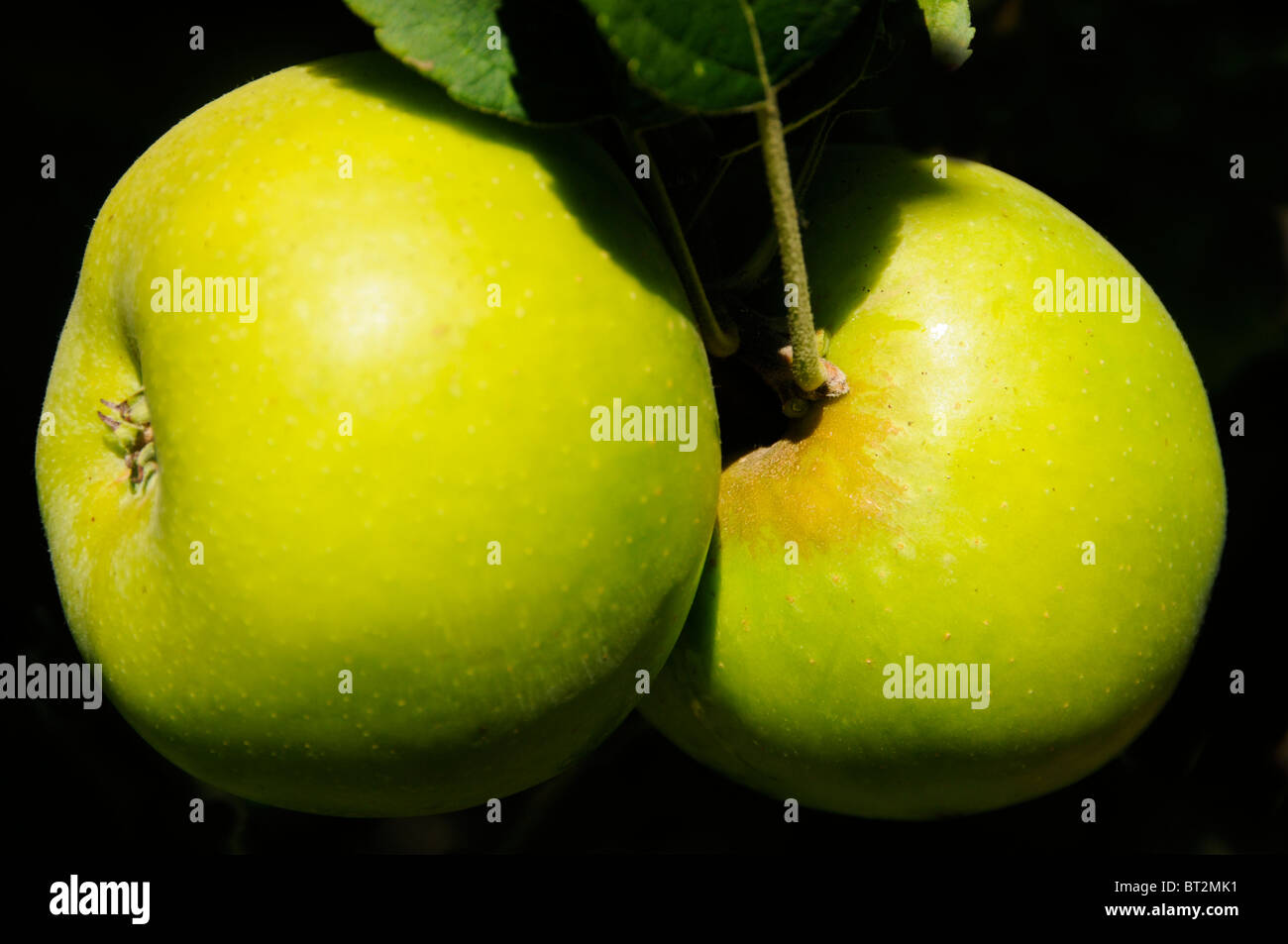 Close-up of Two Pippin Apples Stock Photo