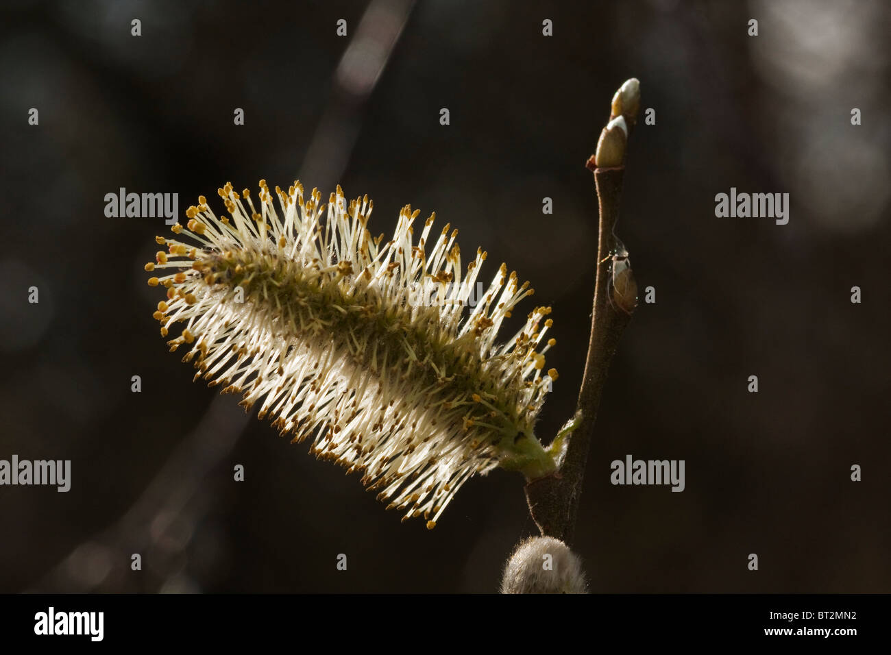 Backlit willow catkin. Stock Photo