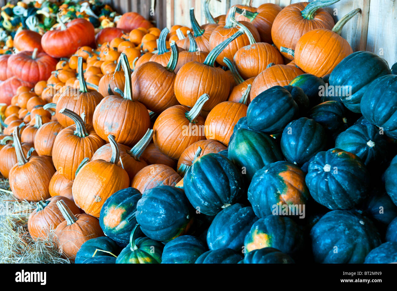 Large display of squash and pumpkins at a farmers' market Stock Photo