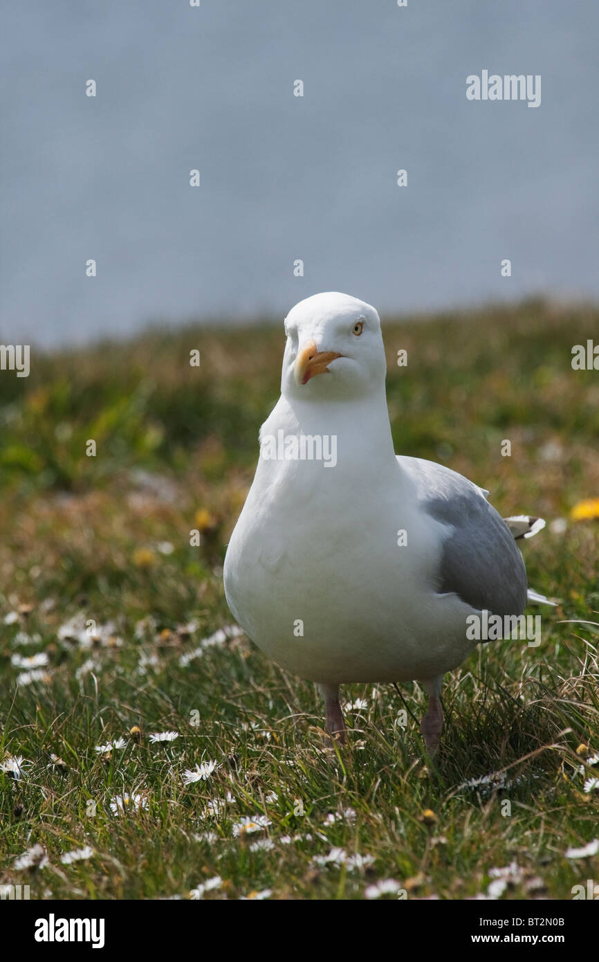 Front view of a European herring gull. Stock Photo