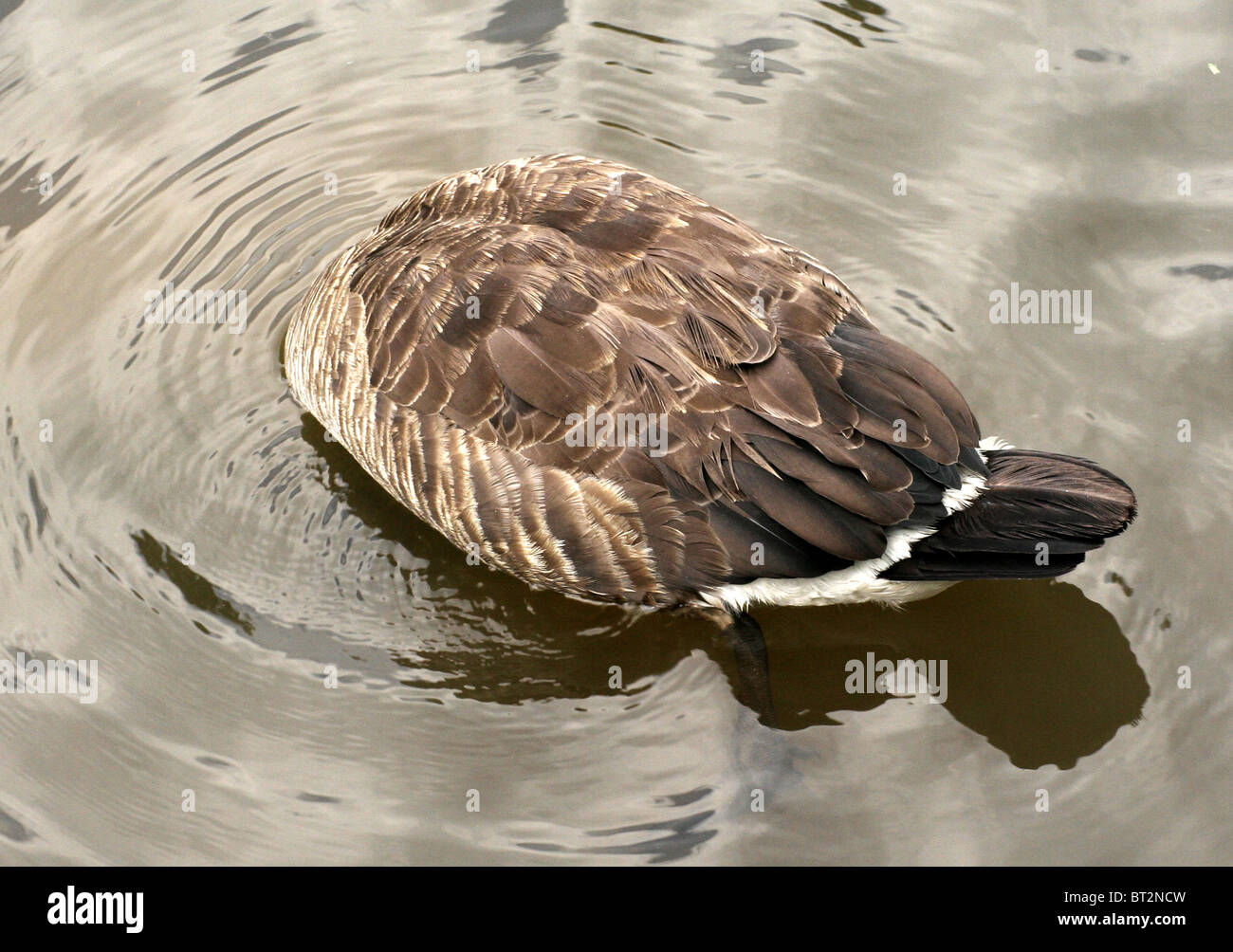 A Canada goose swimming and eating in a pond with his head underwater