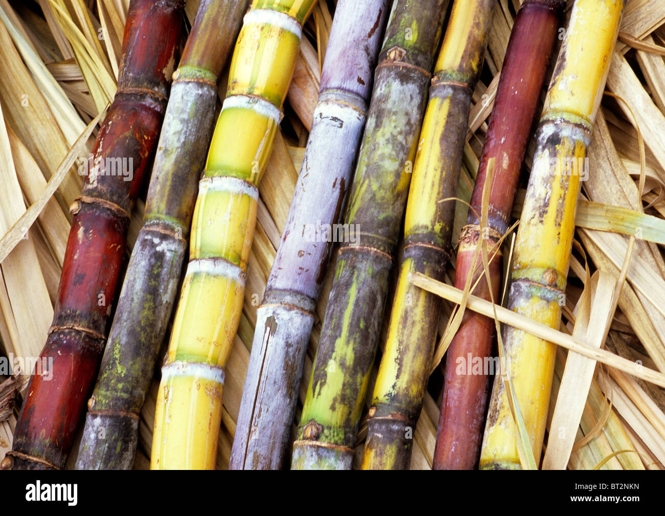 Sugar Cane in all colors, red, yellow and purple Stock Photo - Alamy