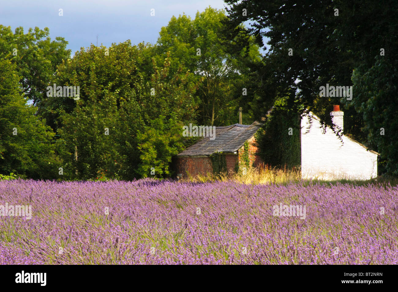 Field of Lavender at Swettenham in cheshire UK. Stock Photo