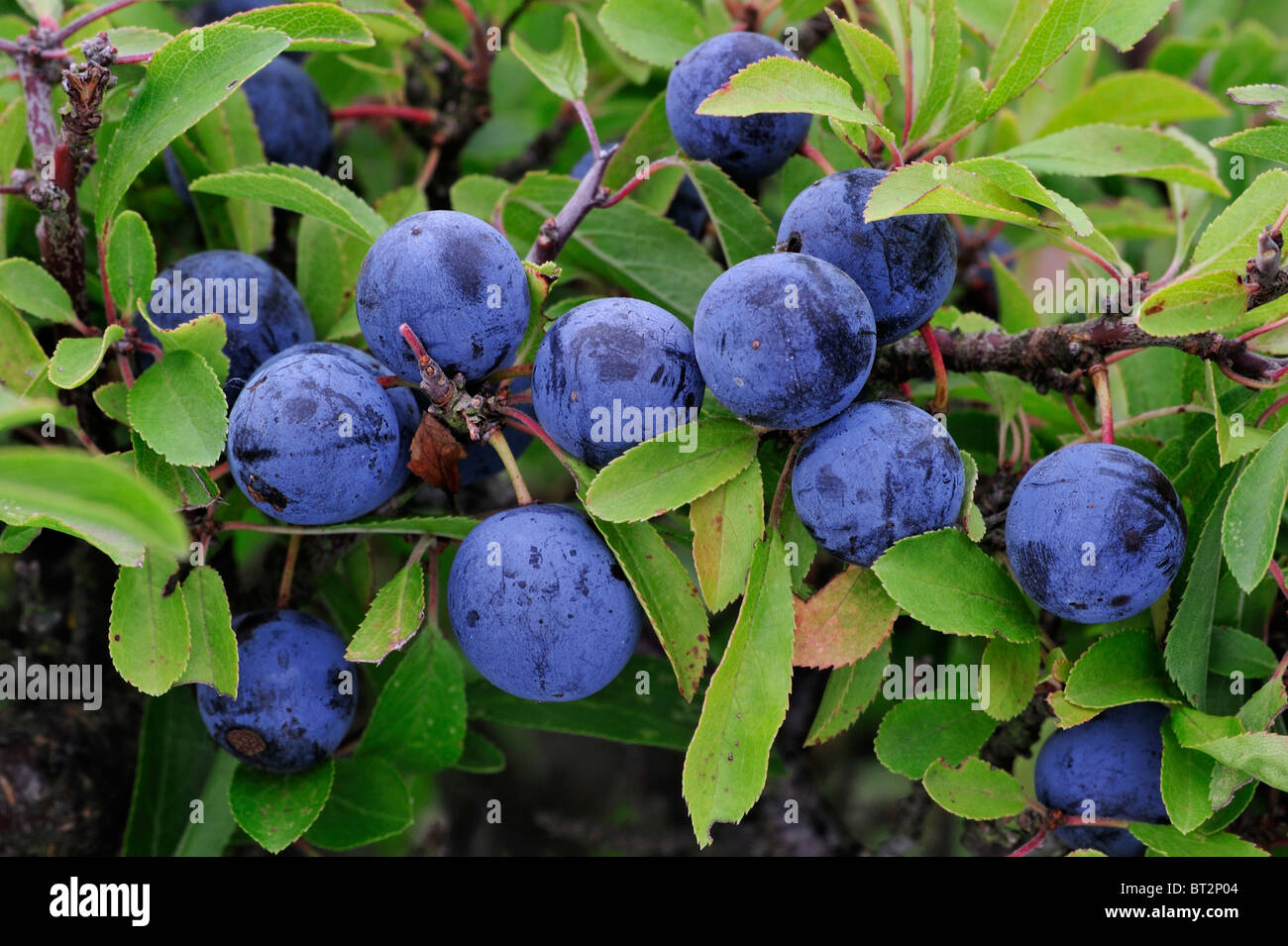 Sloe berries hires stock photography and images Alamy