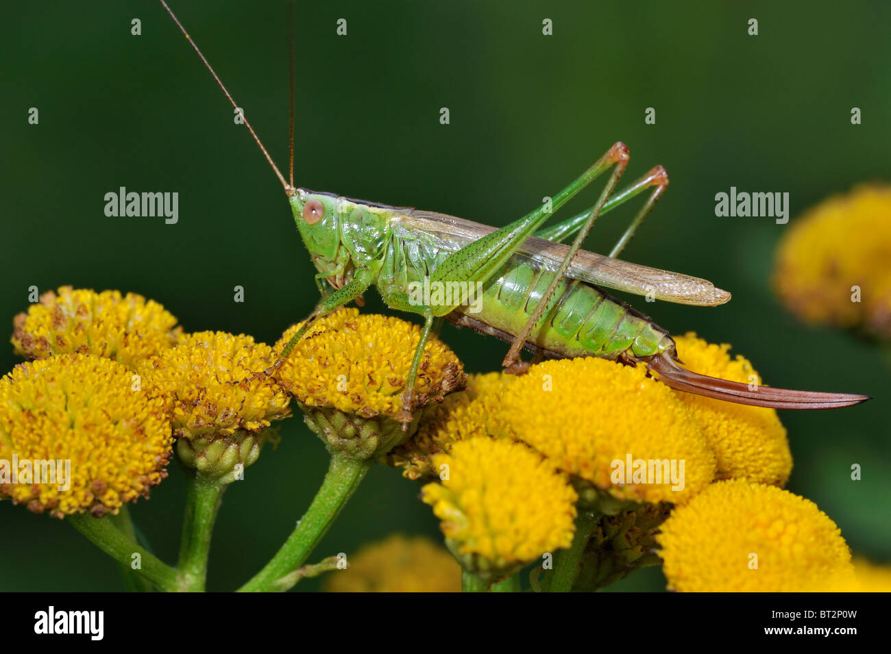 Longwinged conehead (Conocephalus fuscus / discolor), on tansy flowers