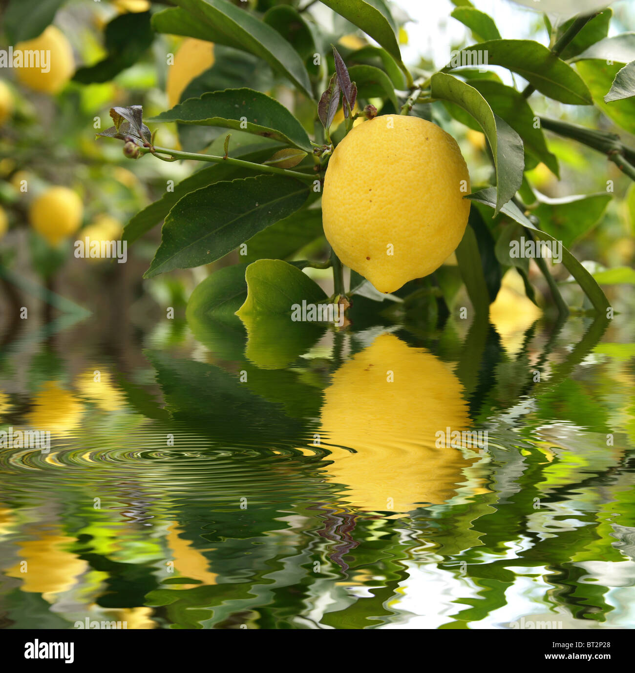 Yellow lemonl with foliage is reflected on water with ripple Stock Photo