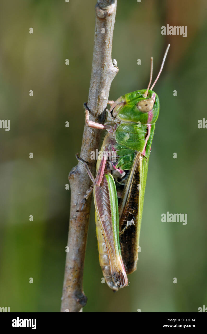 Stripe-winged grasshopper (Stenobothrus lineatus) Stock Photo